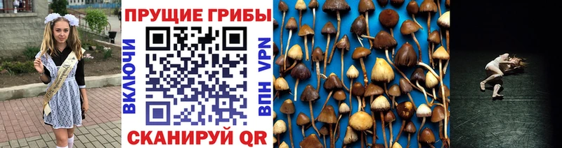 Галлюциногенные грибы Psilocybe Строитель